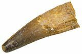 Fossil Spinosaurus Tooth - Real Dinosaur Tooth #324821-1